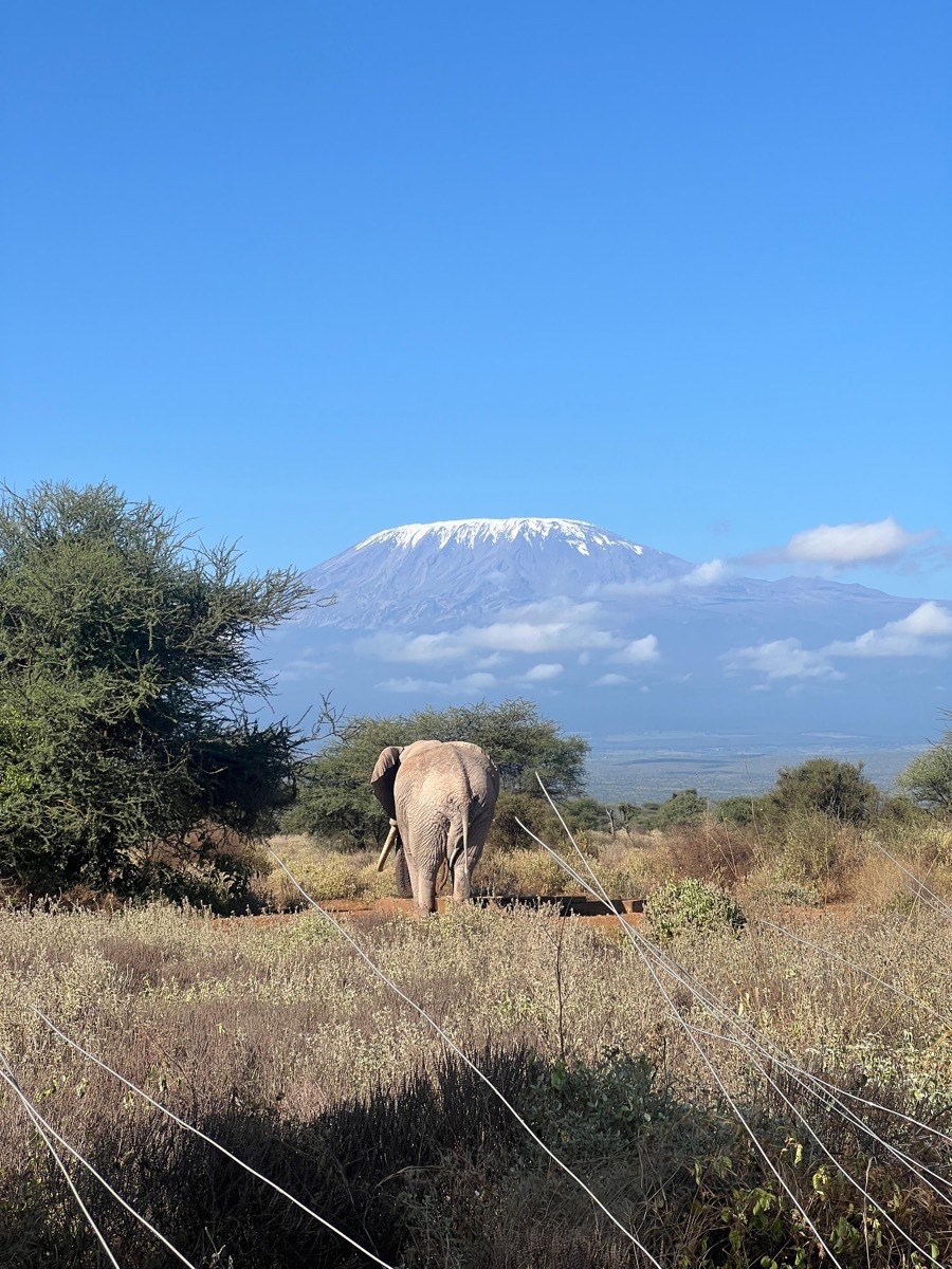 An elephant walking toward snow-capped Mount Kilimanjaro.