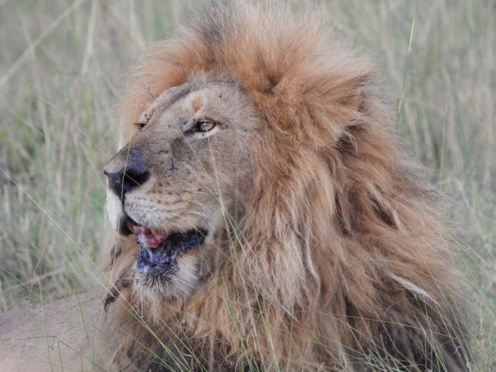 Close portrait of a male lion in tall grass.